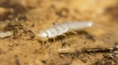 Ваги - маленькі білі комахи у ванні